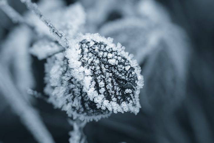 ice, eiskristalle, winter, crystals, leaf, frost, cold