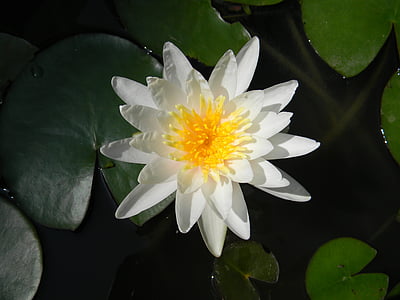 bloem, witte waterlelie, natuur, water lily, vijver, Petal, plant