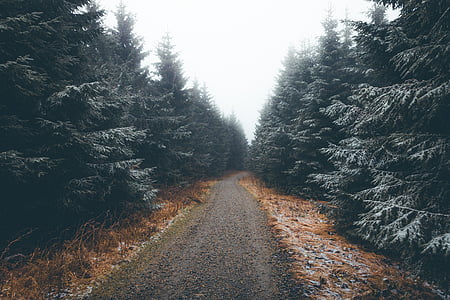 trees, plants, nature, road, forest, outdoor, foggy