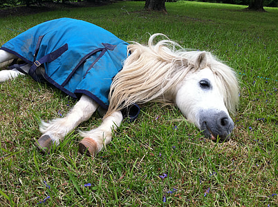 Shetland pony, con ngựa, ngủ trưa, Shetland, pony, động vật, ngựa