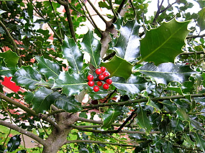 Ilex, Holm, Encina, Quercus ilex, planta, Bush, rojo