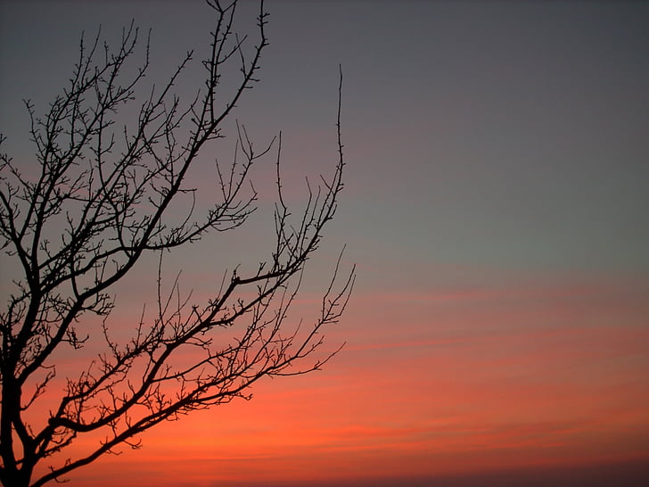 tree, red, evening, autumn, winter, nature, sunset