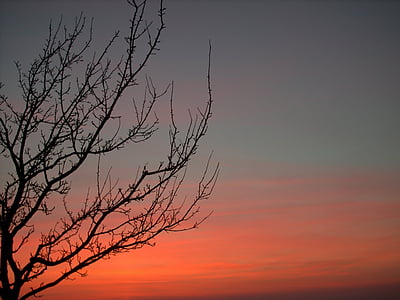 Baum, rot, 'Nabend, Herbst, Winter, Natur, Sonnenuntergang