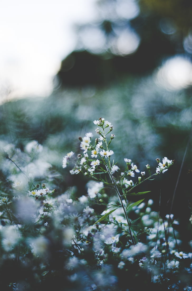 shallow, focus, photography, daisy, flowers, day, time