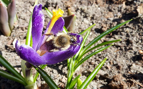 bee, crocus, nectar, purple, insect, bumble, nature
