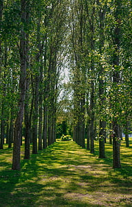 drzewa, linii, zielony