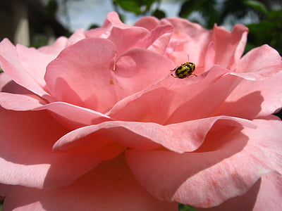 gyönyörű, Rózsa, Bloom, Blossom, színes, Részletek, Flóra