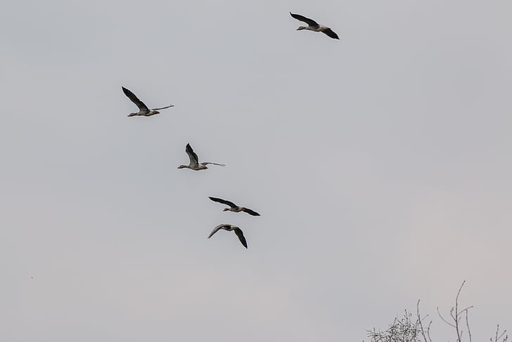 wild geese, goose, geese, fly, flight, wild goose, migratory birds