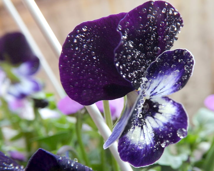 pansy, dew, water, petals, violet, rain, purple