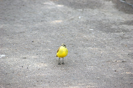 paukštis, kelių, asfalto, Paragvajus, Pietų Amerika