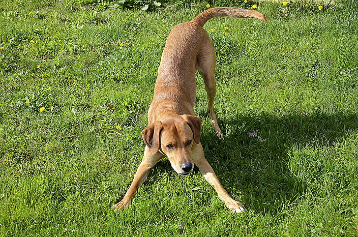 dog, meadow, play, brown, funny, quadruped, great