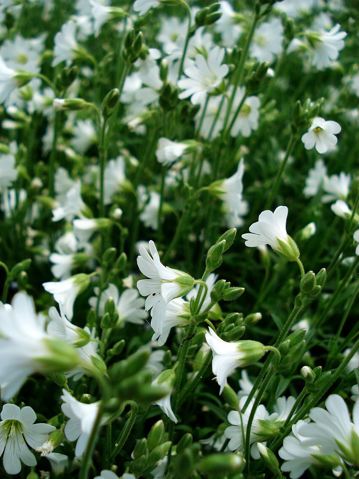 vita blommor, små blommor, blommande gräs, Vårens blommor, Bloom, Vacker