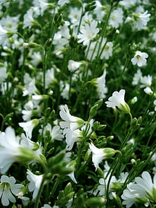 weiße Blüten, kleine Blumen, blühenden Rasen, Frühlingsblumen, Bloom, schöne