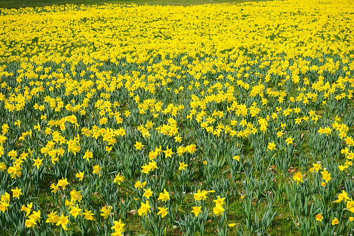 Narcis pole, květiny, moře květů, blütenmeer, Narcis žlutý, Narcis, květ