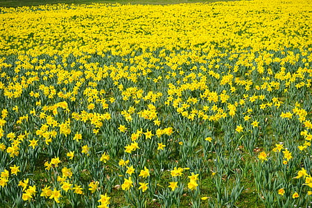 påsklilja fält, blommor, hav av blommor, Blütenmeer, Narcissus pseudonarcissus, Daffodil, blomma