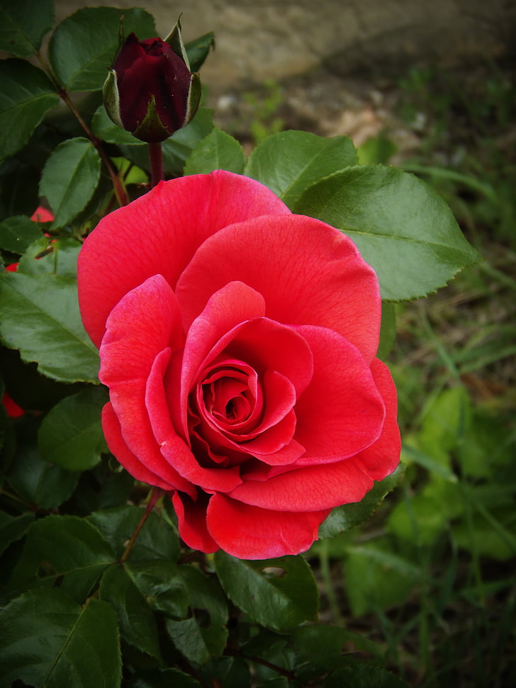 Rosa, rdeča, cvetnih listov, vrt, narave, toplino, cvet