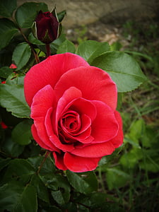 Rosa, vermelho, pétalas, jardim, natureza, calor, flor