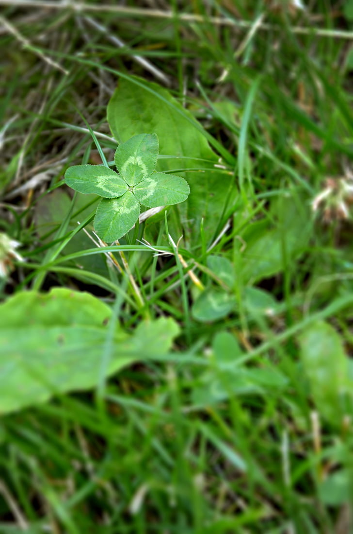 cloverleaf, hạnh phúc, cỏ ba lá, Meadow, màu xanh lá cây, biểu tượng, Sân vườn