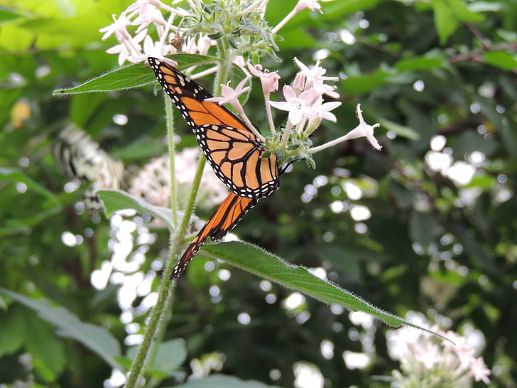 papillon monarque, Danaus plexippus, papillon, animal, insecte, orange, macro