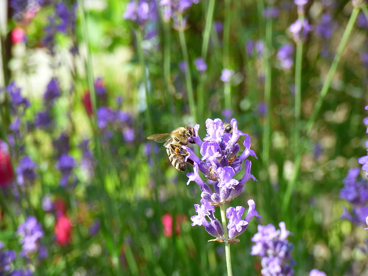 Hoa, con ong, Sân vườn, hoa mùa hè