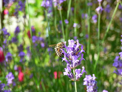 flor, abelha, jardim, flor de verão