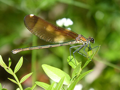 libella, black dragonfly, calopteryx haemorrhoidalis, beauty, iridescent