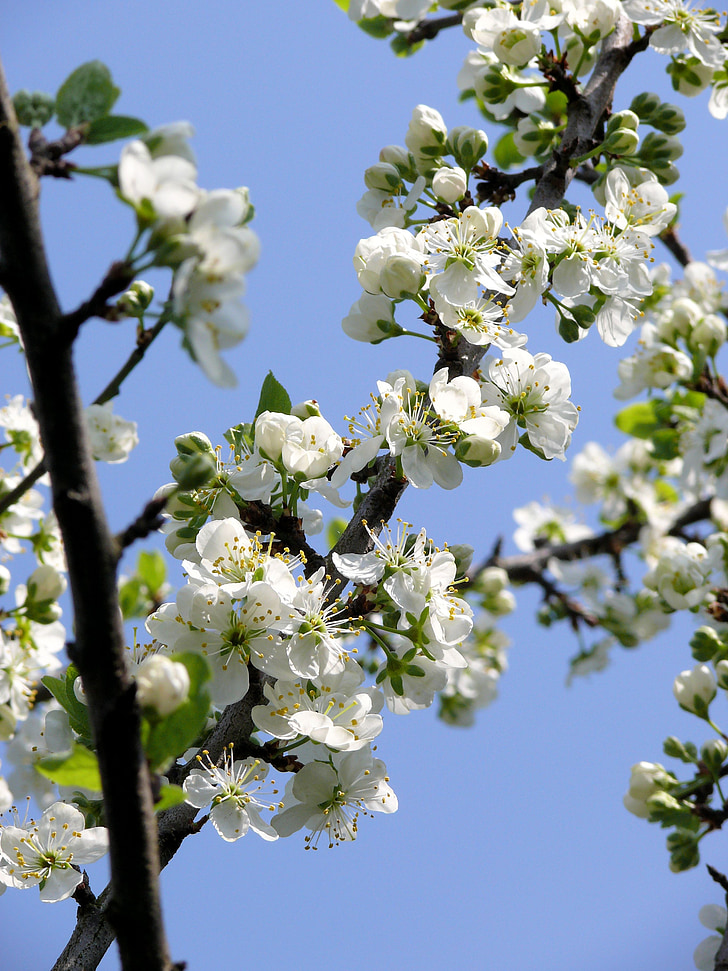 Blossom, trắng, mùa xuân, phát triển mạnh, Sân vườn, nở hoa, cây