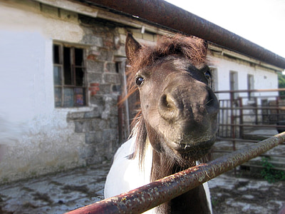 pony, the head of the, a small horse, mottled, nostrils