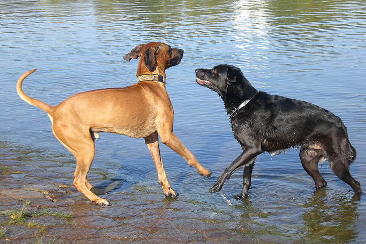 dogs, water, play