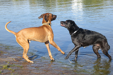 psi, vode, igrati