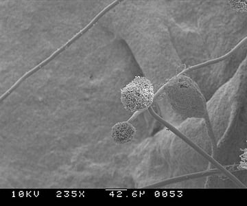 molde, Aspergillus, digitalização, 235, ampliações, fungo, microscópio