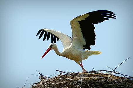 stork, ciconia ciconia, bird, large, fly, nest, nature