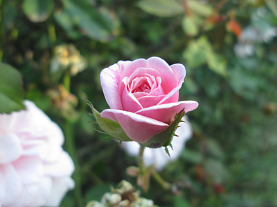 rose, pink, flower, nature, petal, romance, love