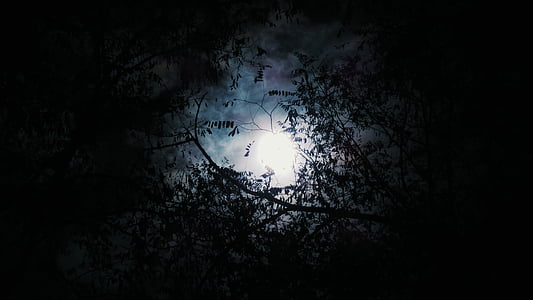 träd, siluett, natten, molnet, månen, natt, mörka
