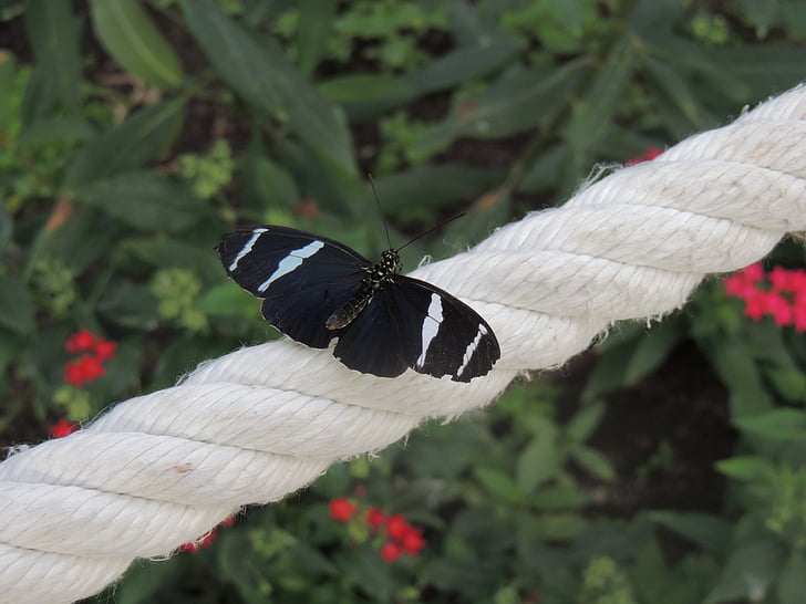 butterfly, rope, green, nature, animal, plant, insect