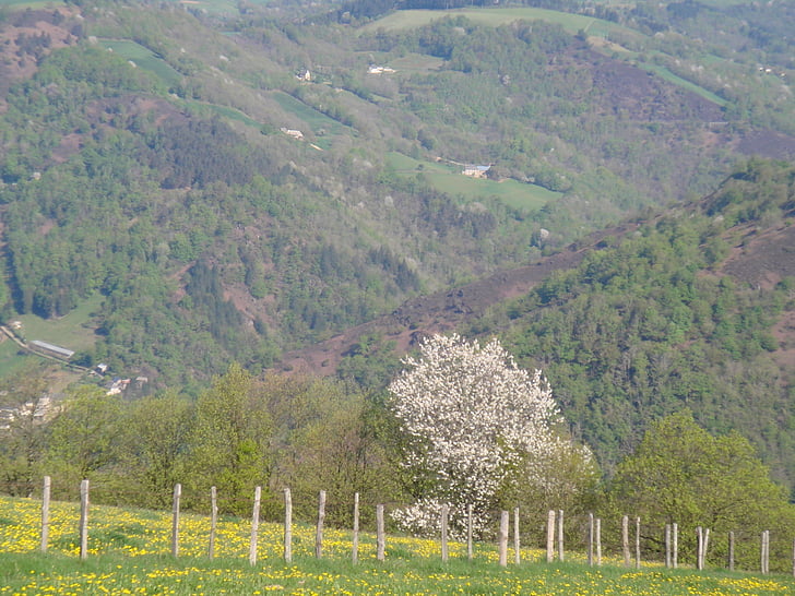 Valle της παρτίδας, Cantal, Γαλλία, φύση, δέντρο, λόφου, αγροτική σκηνή