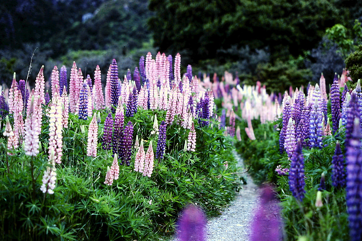 Nouvelle-Zélande, fleurs, lupins, Bloom, flore, Blooming