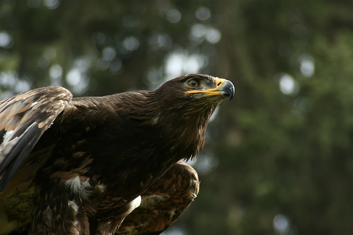 Eagle eye, Adler, Bill, Raptor, ausschau, fågel, rovfågel