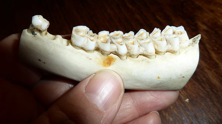 dents, dent, càries dental, OS, esquelet, món animal, Pi