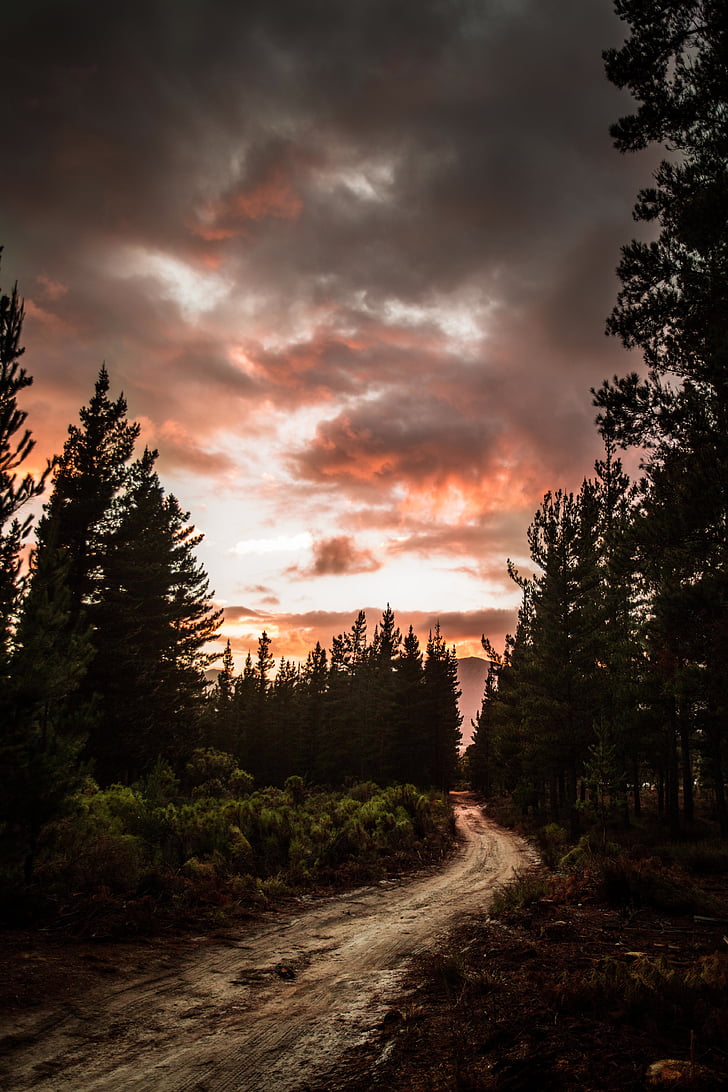 photography, green, pine, trees, sunset, path, road