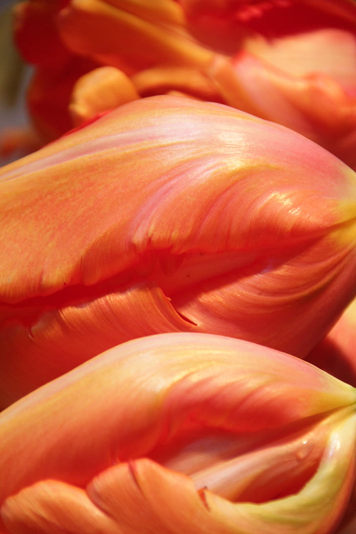 Tulip, kvet, detail, tulipány, kvety, jar, Príroda