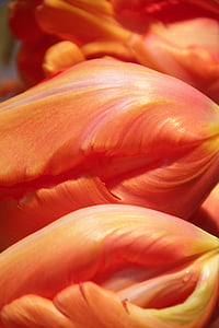 Tulip, flor, detalle, tulipanes, flores, primavera, naturaleza