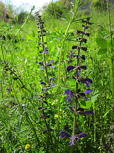 Salvia pratensis, clary lúka, lúka šalvia, Herb, korenie, jedlé, Flora