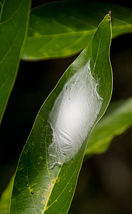 larval cocoon, cocoon, web, insect, white, silken, leaf