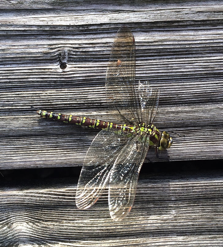Dragonfly, hmyz, křídlo