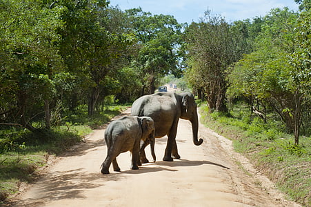 wildlife, nature, mammal, animal, forest, road, elephant