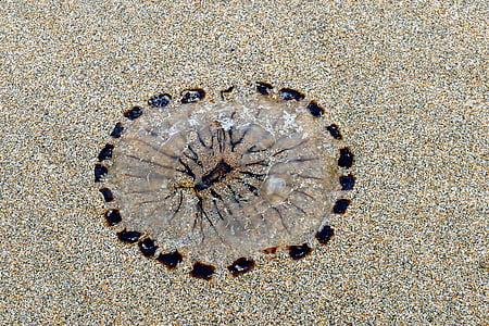 пляж, Медуза, мне?, песок, Природа, океан, жизнь