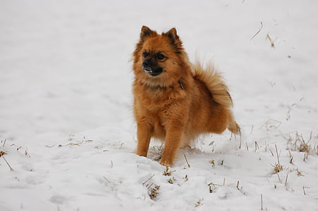 puntig uiteinde, hond, sneeuw, huisdieren, dier, schattig, rasechte hond