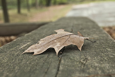Leaf, jeseň, jeseň, Príroda, Sezóna