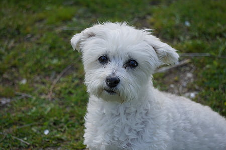 dog, mutt, mixed breed, white, canine, pet, furry